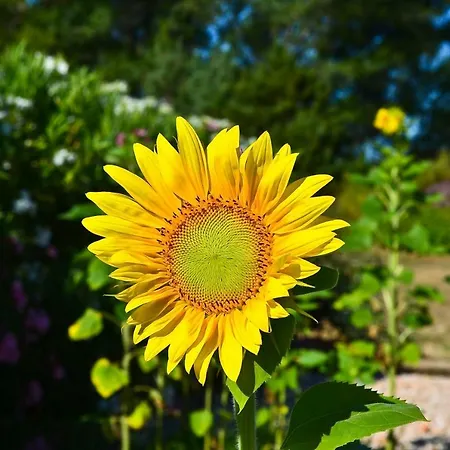 Gasthof Bastide De Mazan 4*