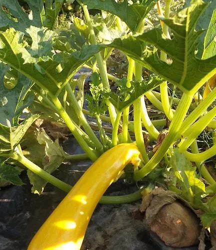 Гостевой дом Bastide De Mazan